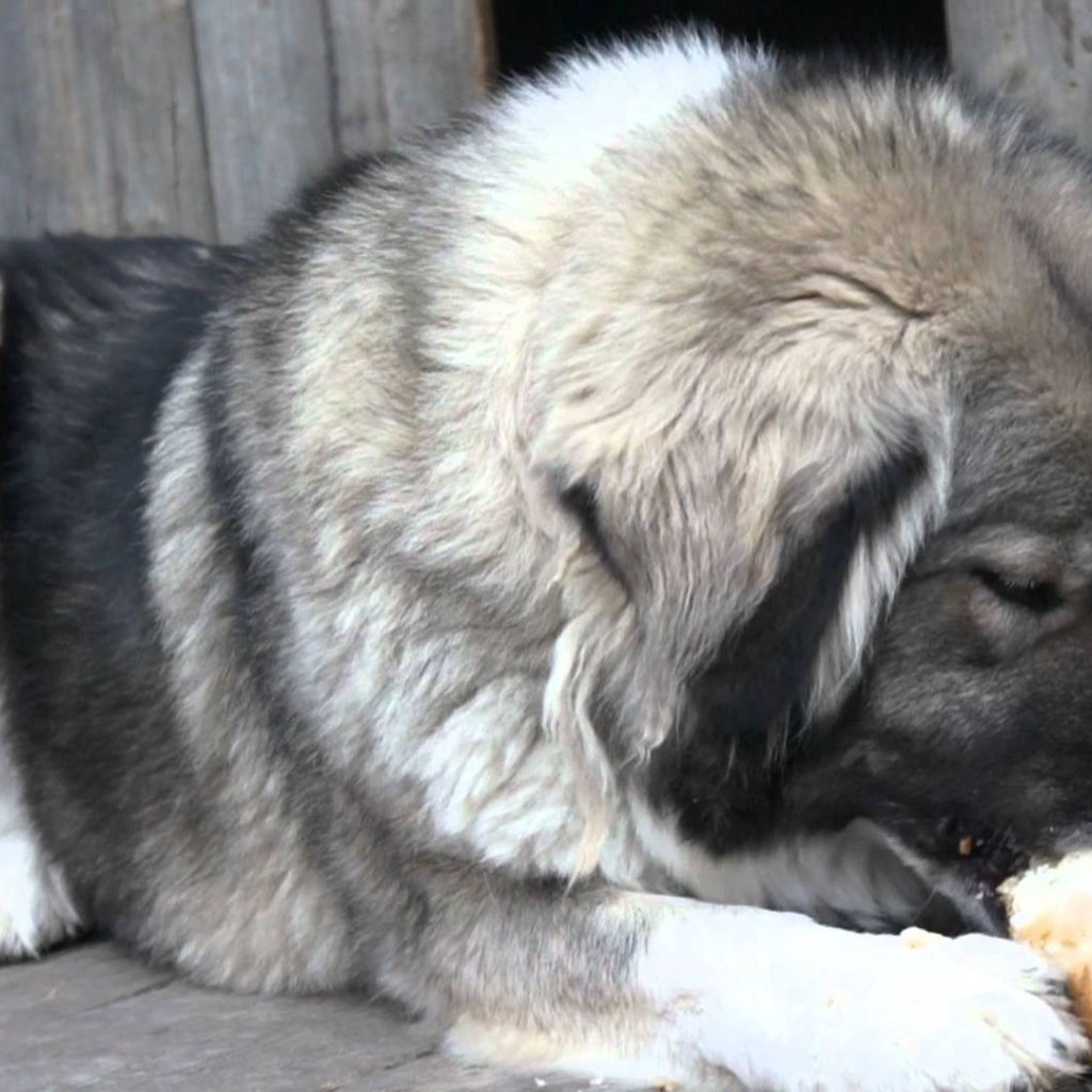 Большая Кавказская овчарка есть хлеб