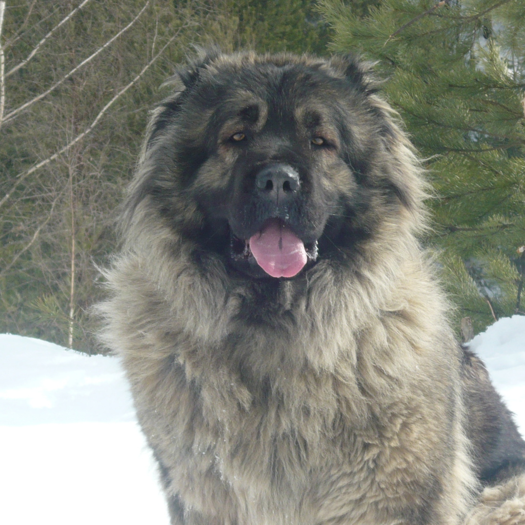 Big Caucasian Shepherd sitting on the snow