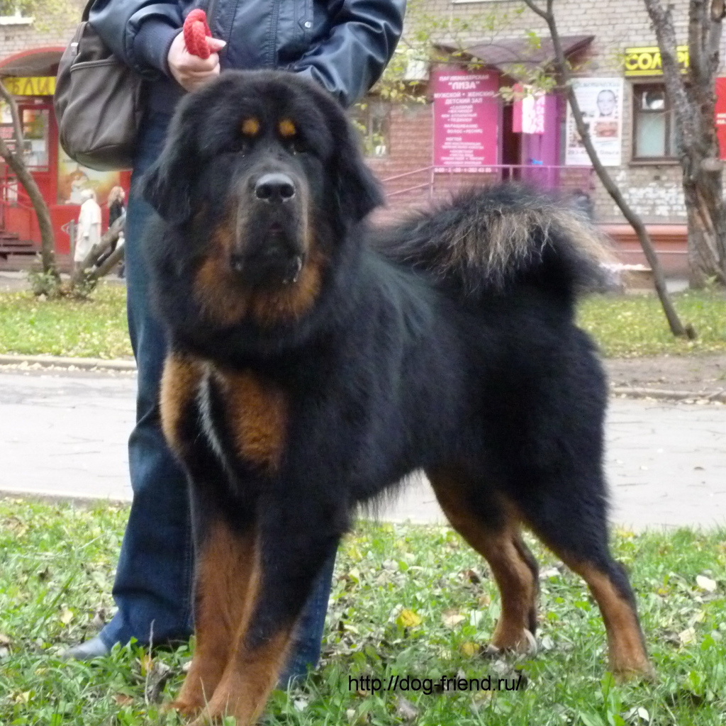 Большой черный Тибетский мастиф