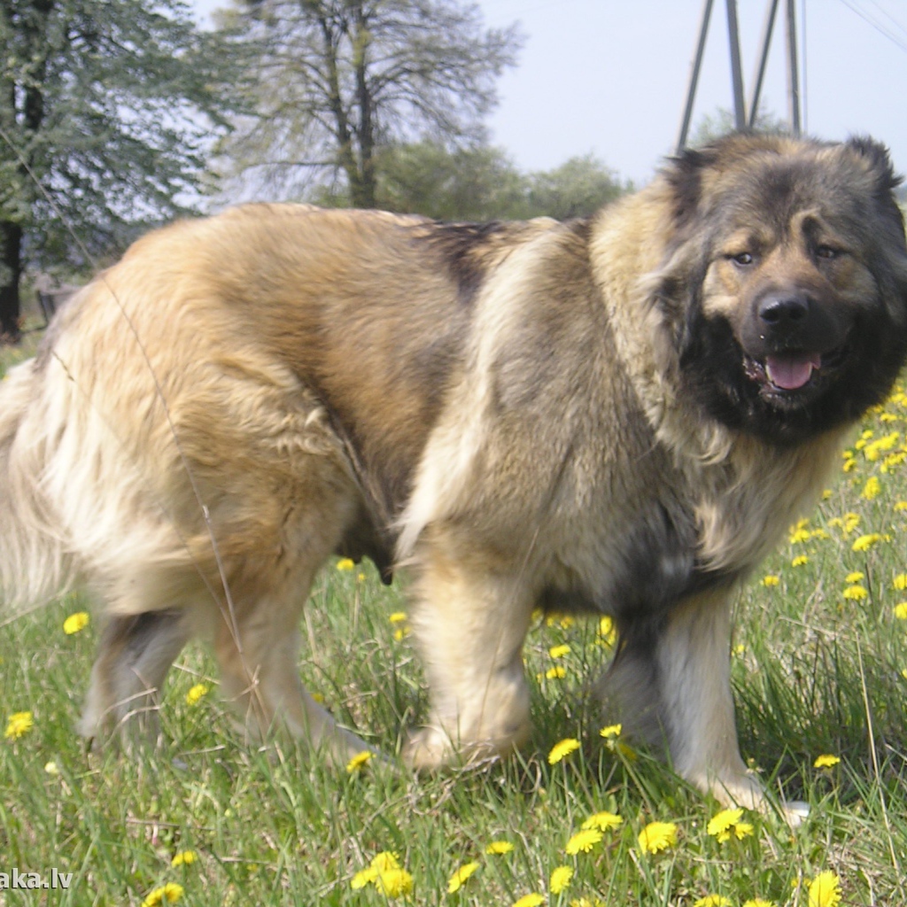 Большая Кавказская овчарка в поле