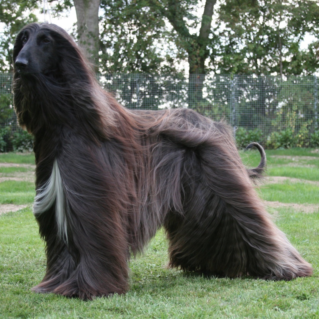 Чёрная афганская борзая на улице