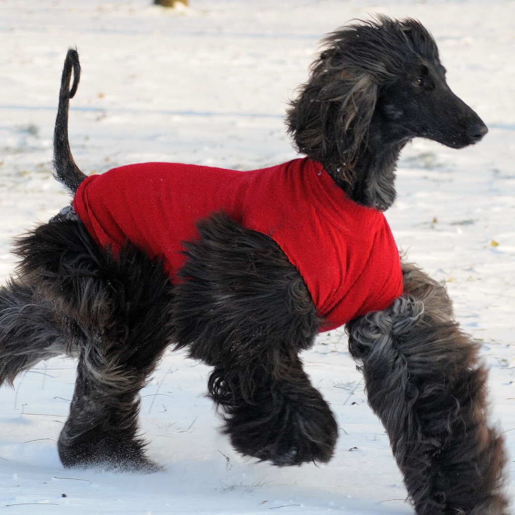 Чёрная афганская борзая бежит по снегу