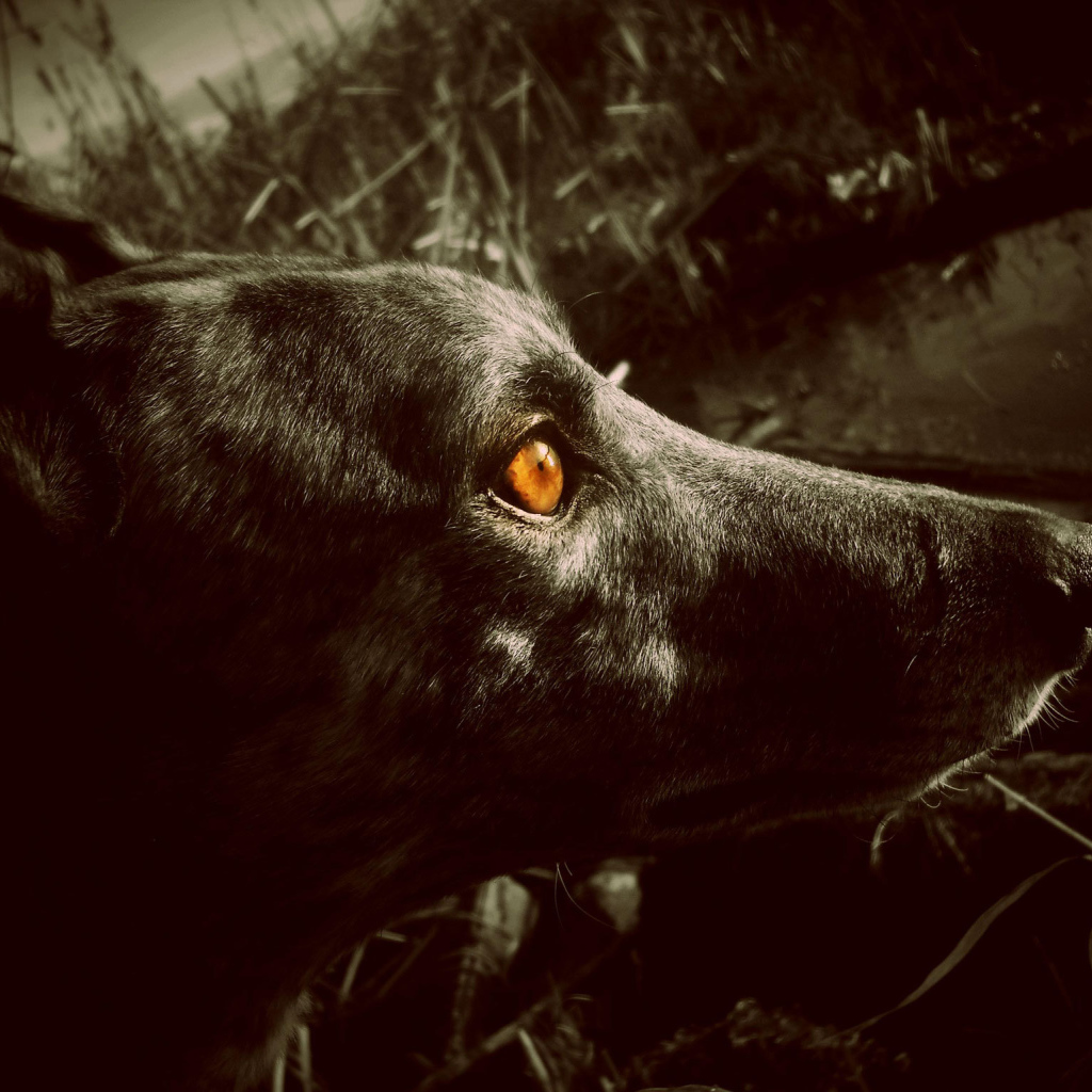 Черный Грейхаунд с оранжевыми глазами