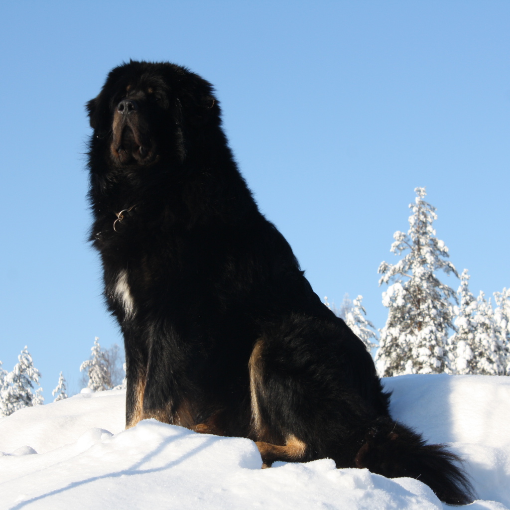 Черный Тибетский мастиф на горе