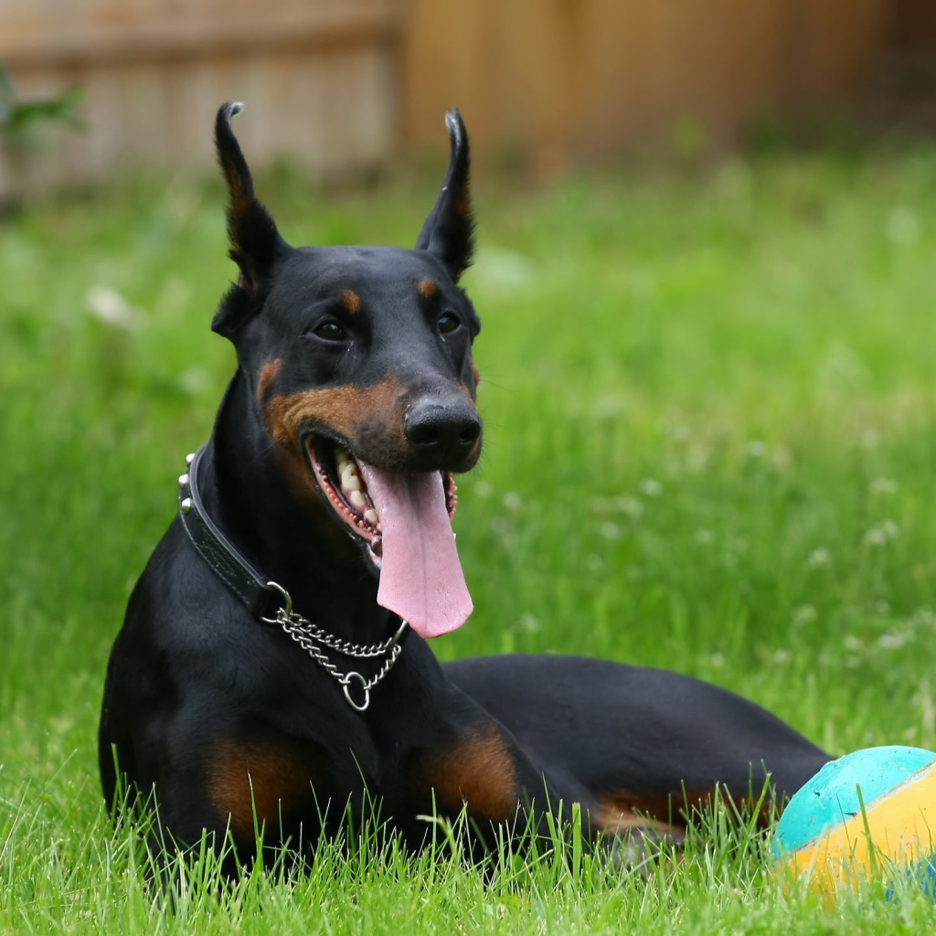 Черный доберман и мяч
