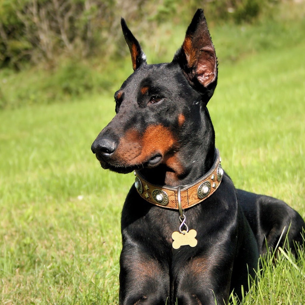 Черный доберман в лесу