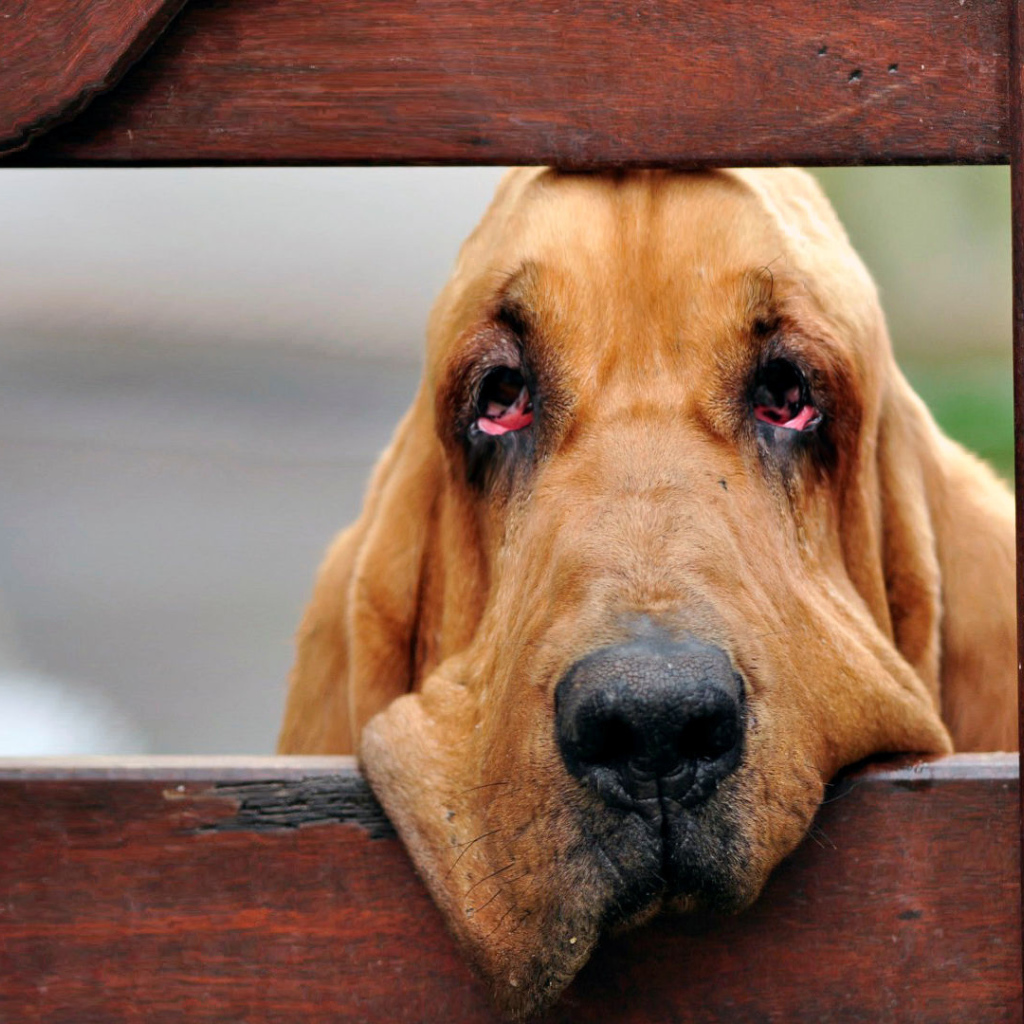 Бладхаунд загрустил