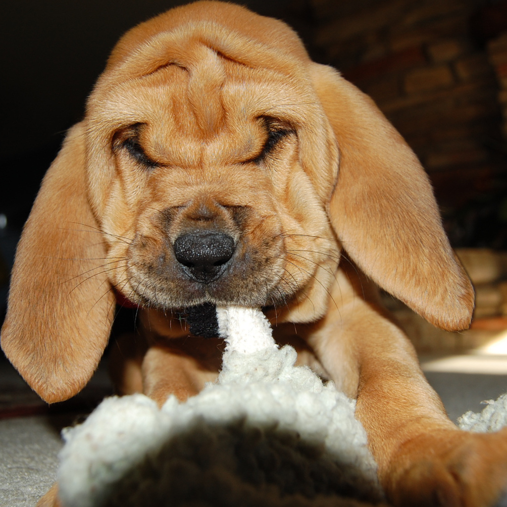 Щенок бладхаунда что-то грызёт