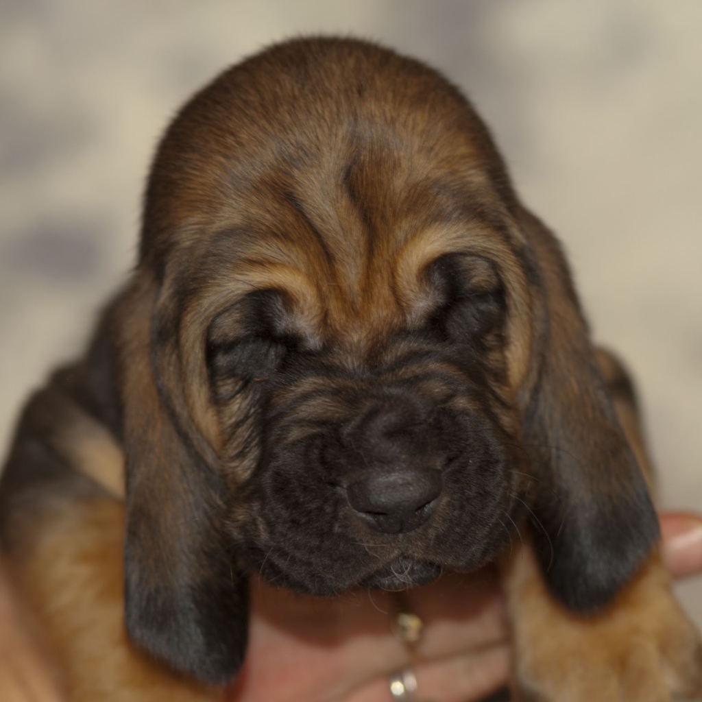 Щенок бладхаунда сладко уснул