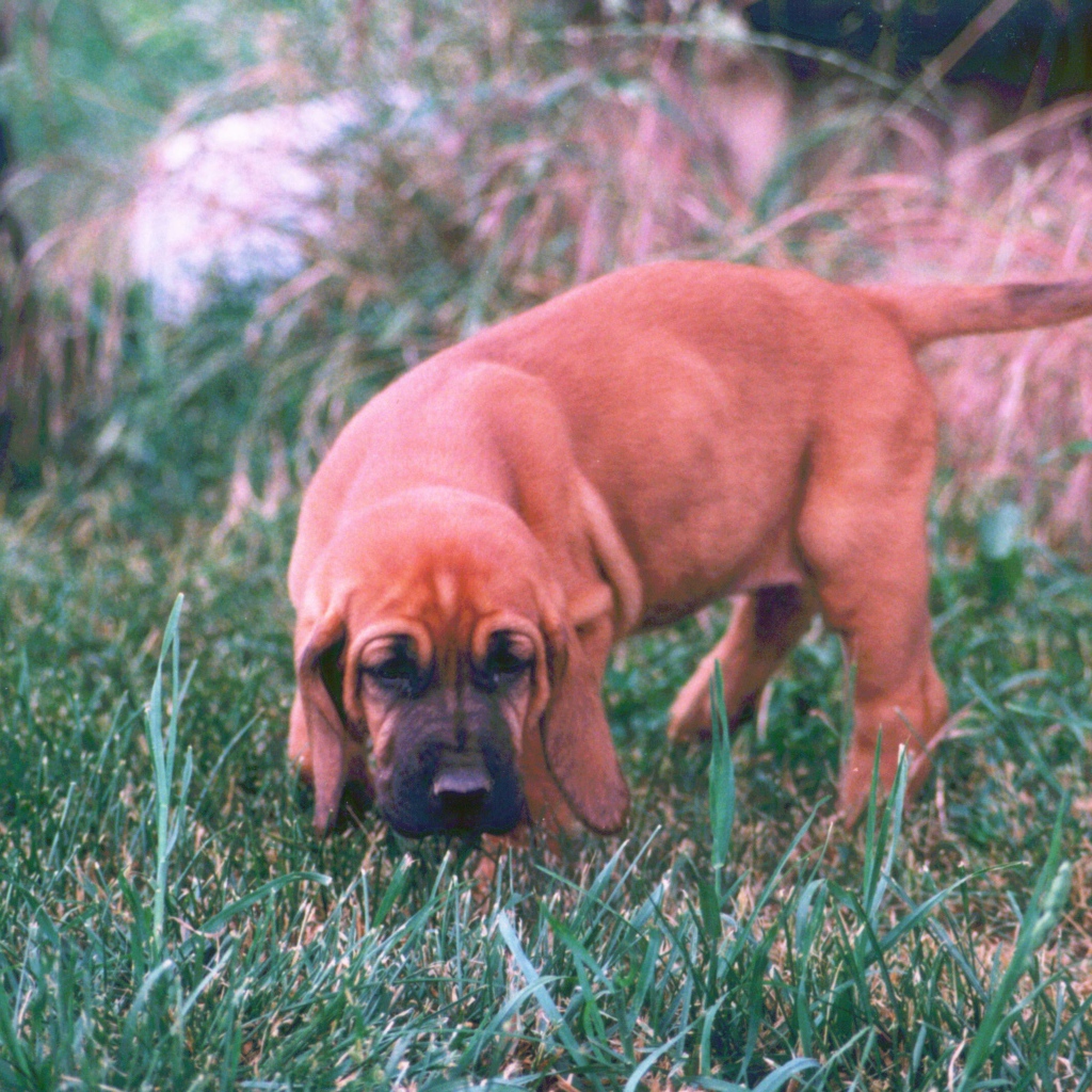 Щенок бладхаунда взял след