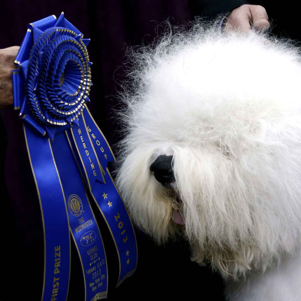 Собака породы бобтейл и её награда