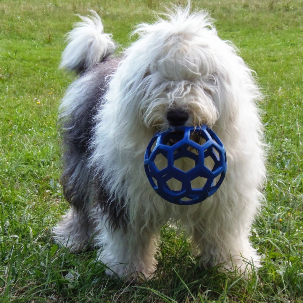 Собака породы бобтейл с игрушкой