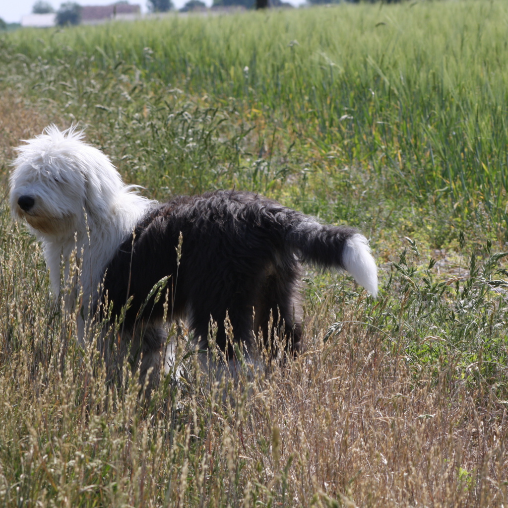 Собака породы бобтейл стоит в поле