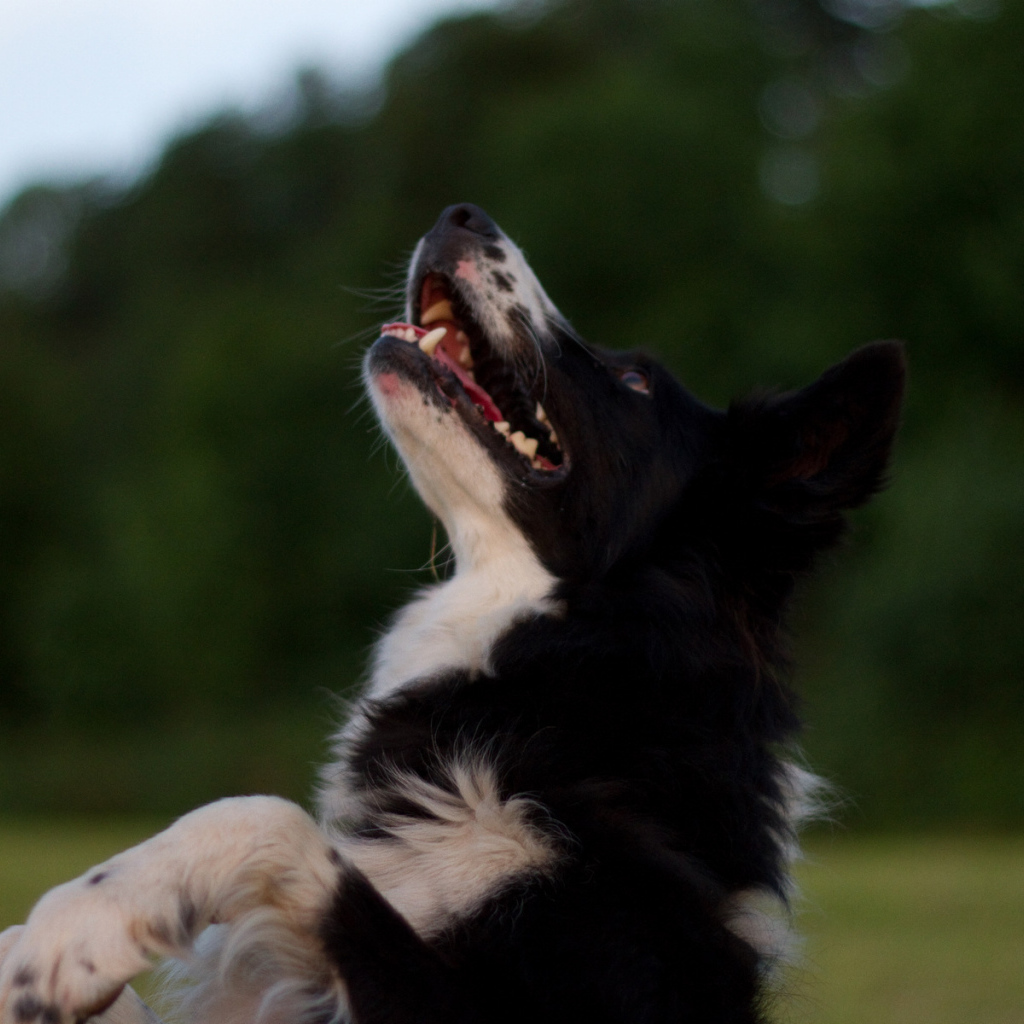 Бордер-колли прыгает вверх