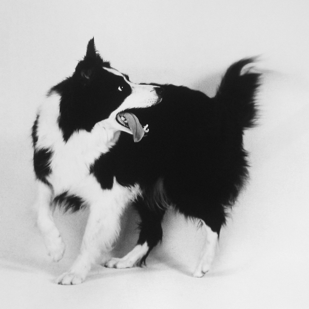 Бордер-колли, чёрно-белое фото