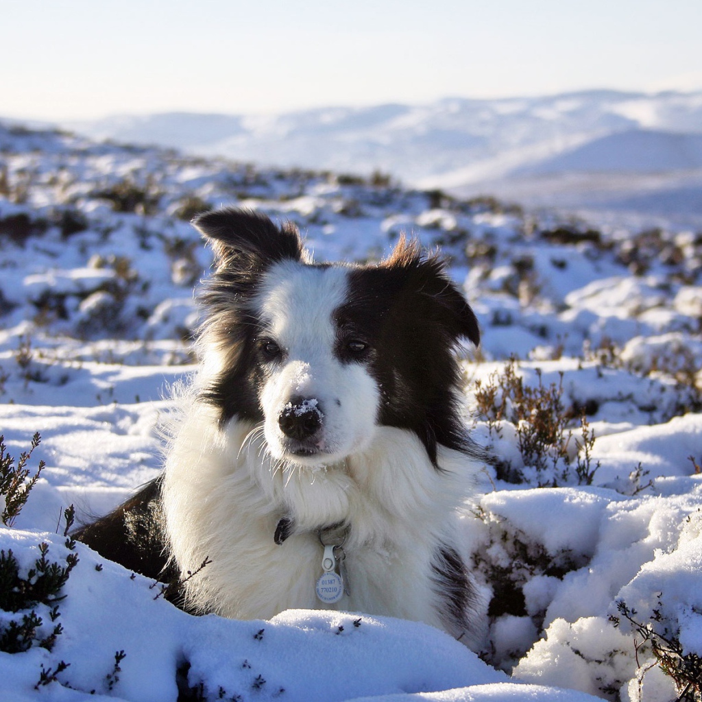 Бордер-колли замёрзла