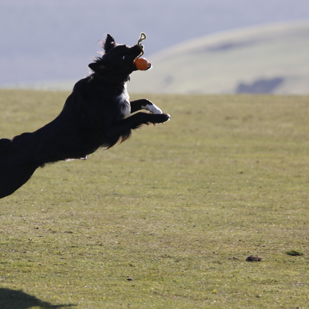 Бордер-колли в прыжке