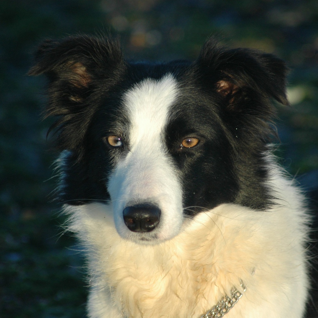 Бордер-колли на тёмном фоне