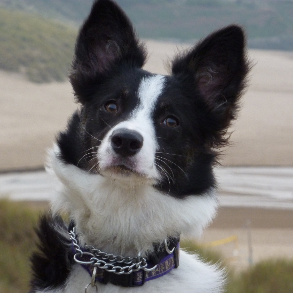 Бордер-колли на фоне пляжа