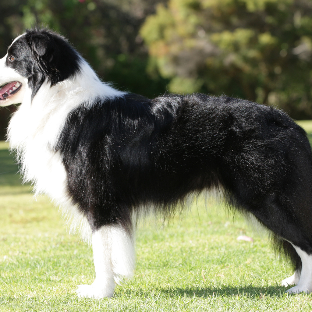 Бордер-колли на лужайке