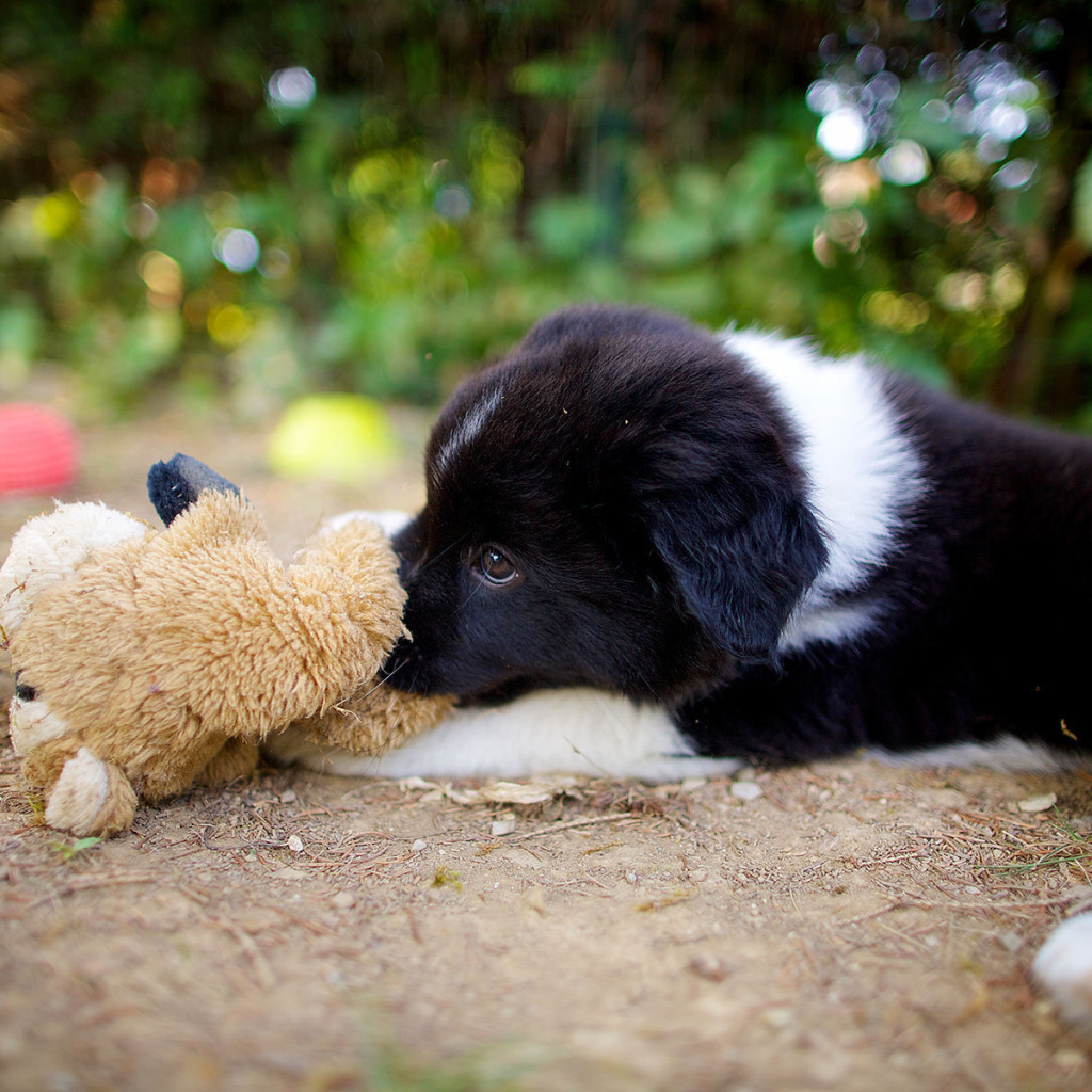 Щенок бордер-колли лежит с игрушкой