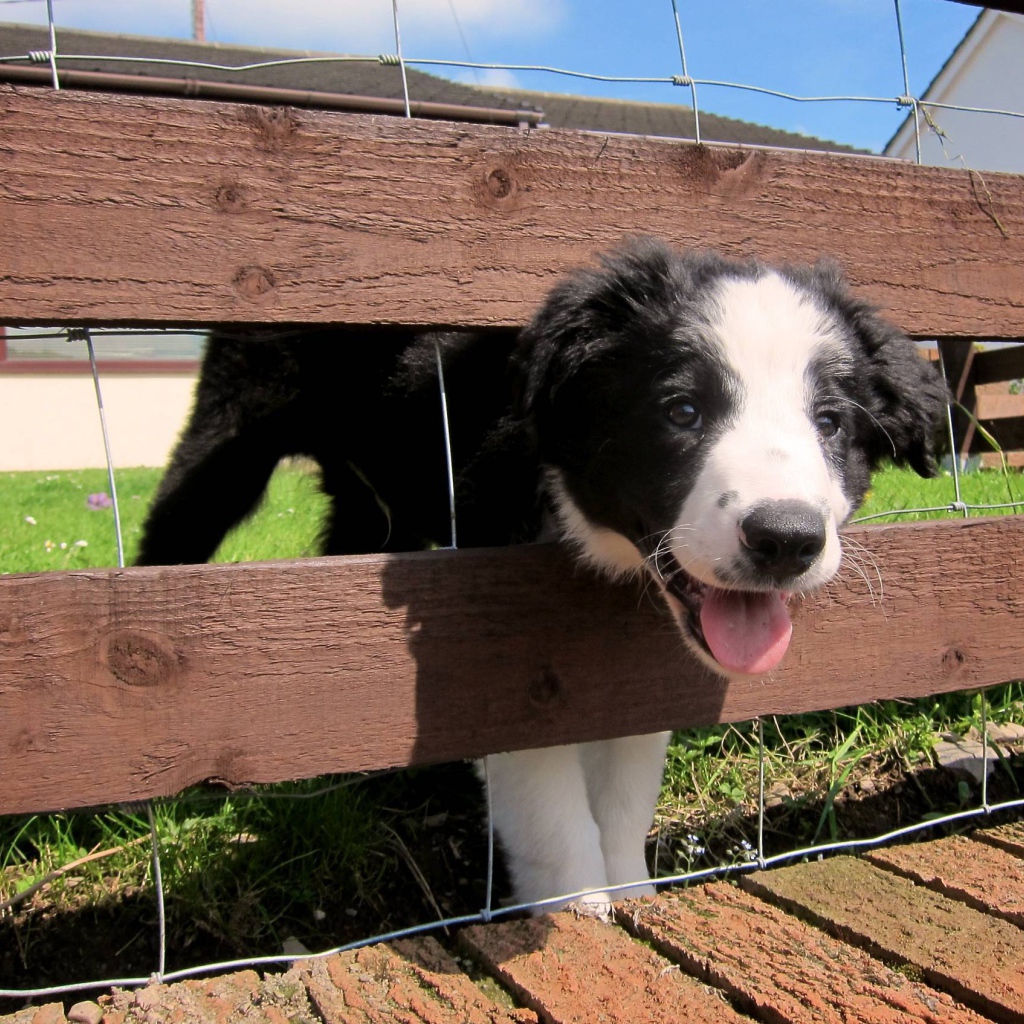 Щенок бордер-колли застрял в заборе