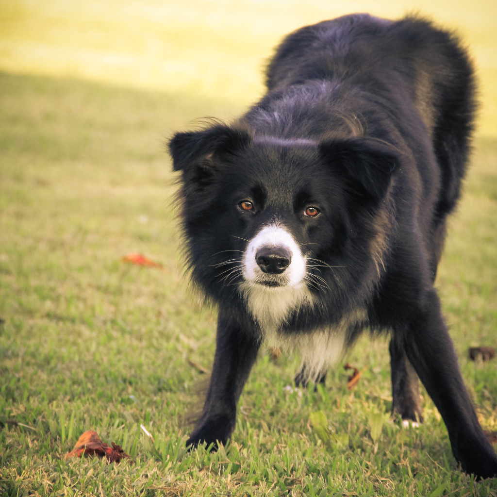 Бордер-колли что-то увидела