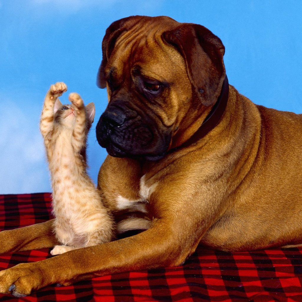 Боксёр и рыжий котёнок