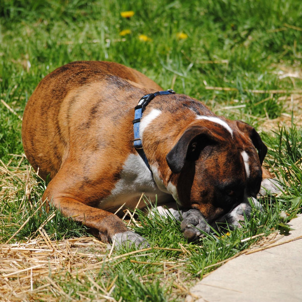 Боксёр в печали