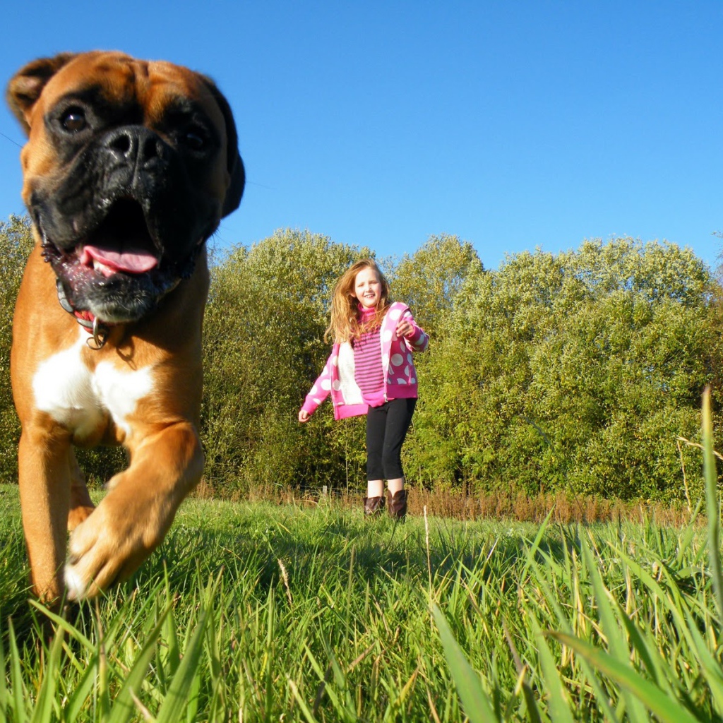 Боксёр убегает от ребёнка