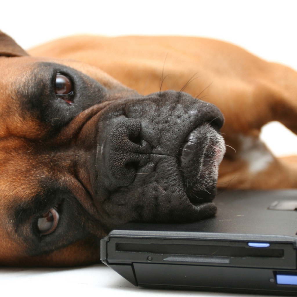 Боксёр положил голову на компьютер