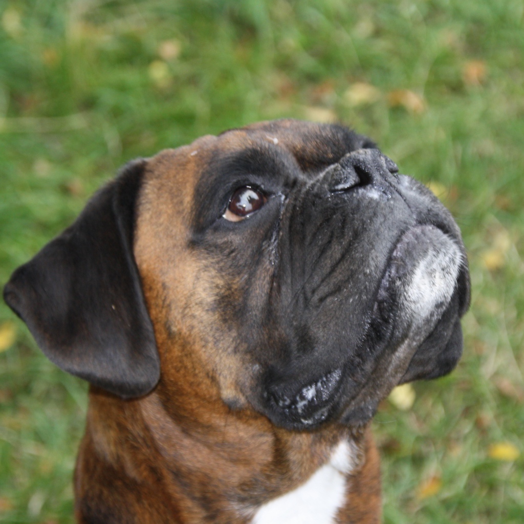 Боксёр смотрит вверх