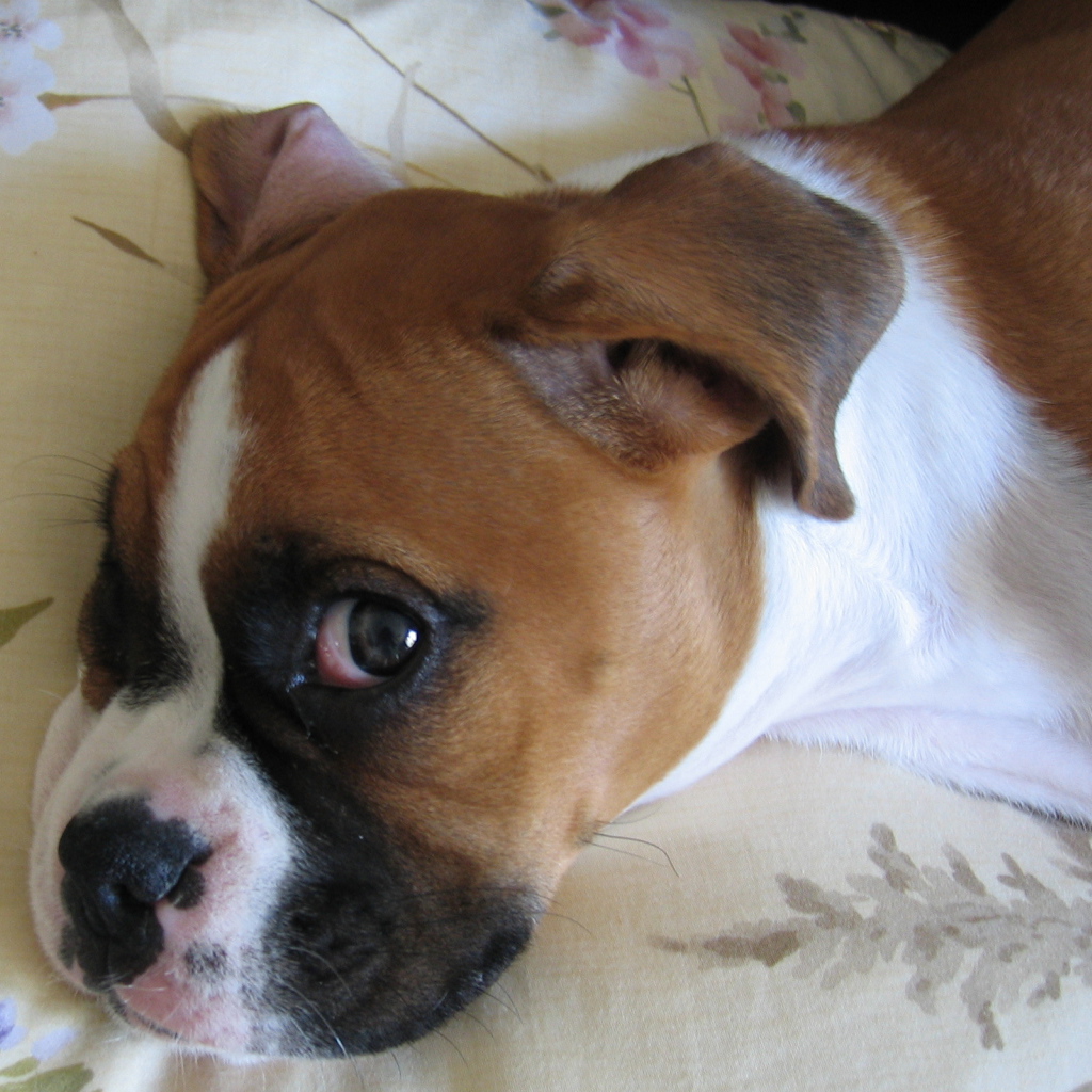 Боксёр смотрит одним глазом на фотографа