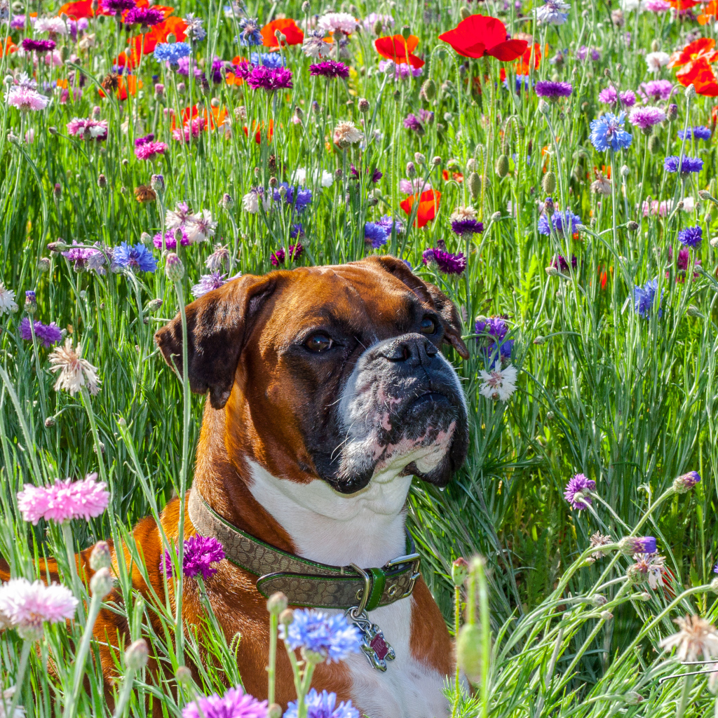 Боксёр на цветочном поле