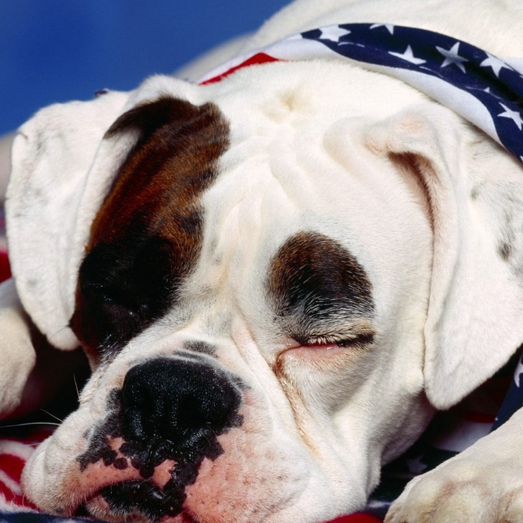 Боксёр патриот