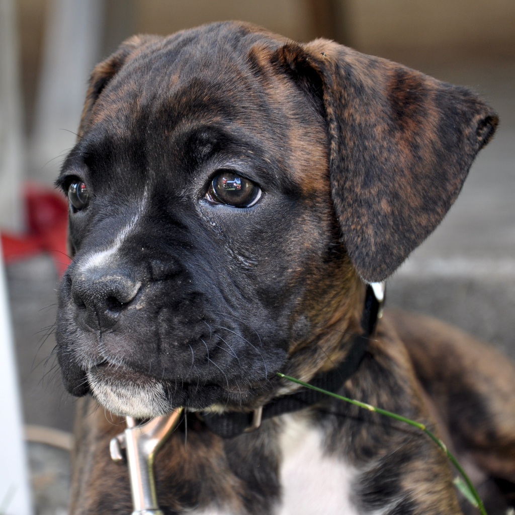 Щенок боксёра смотрит вдаль