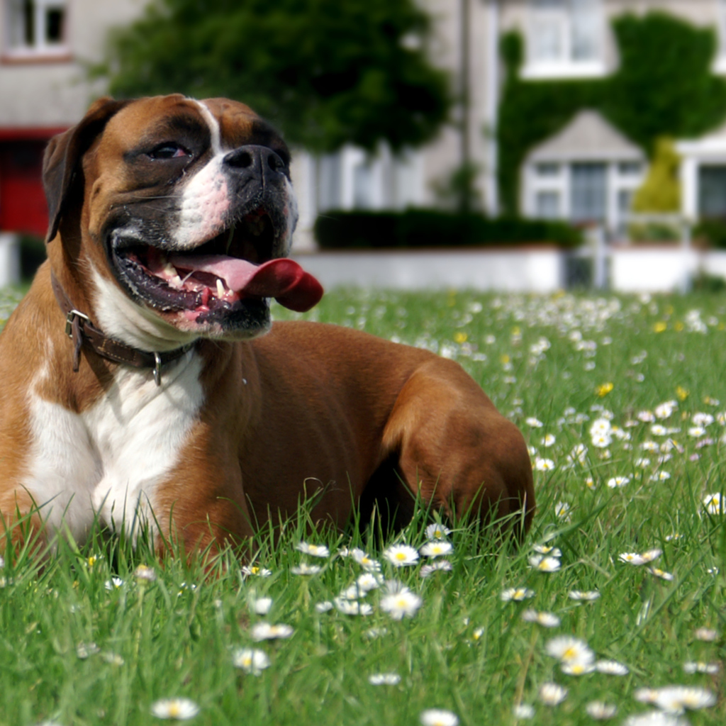Боксёр отдыхает на траве