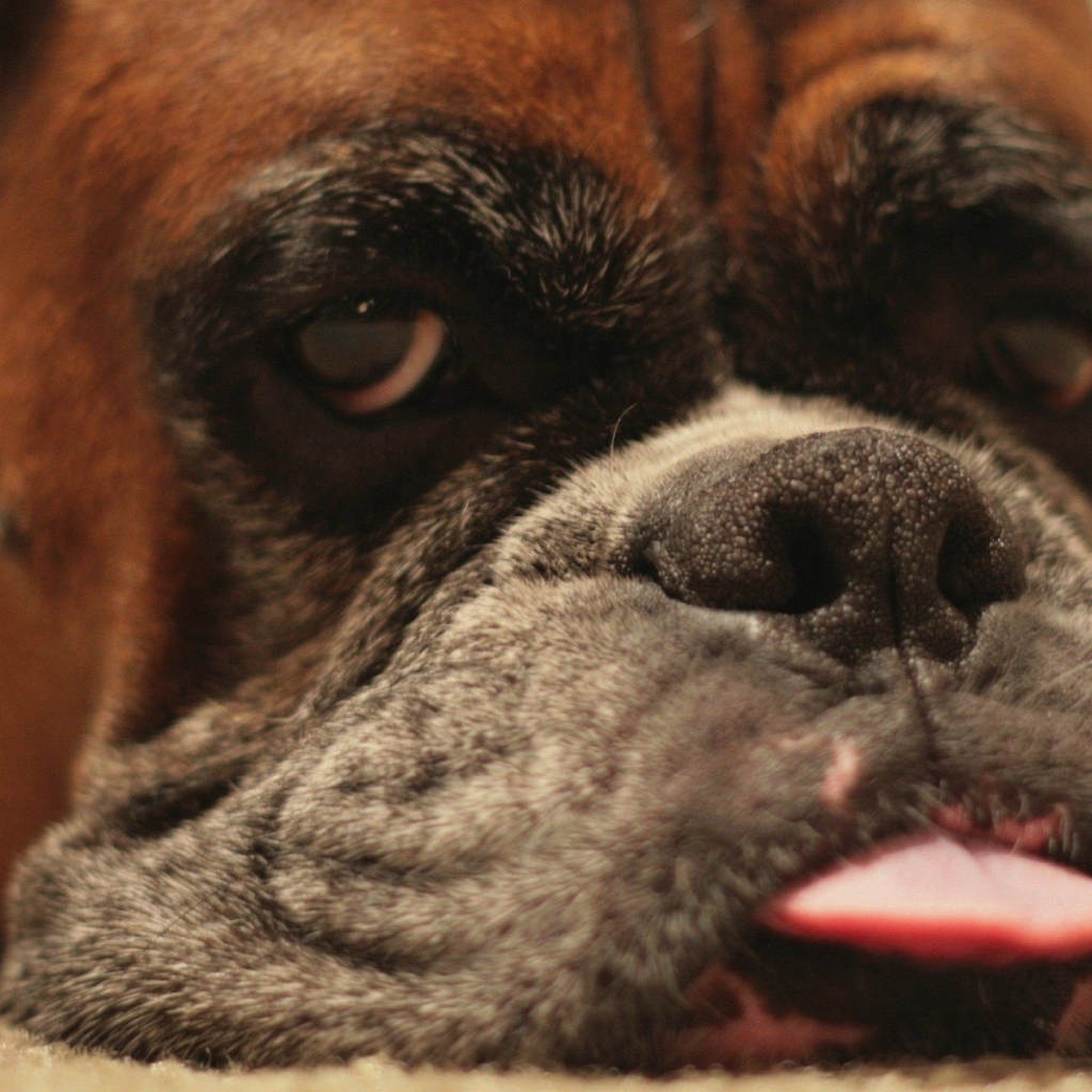 Боксёр показывает язык