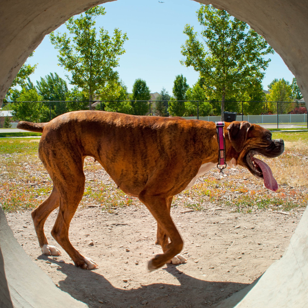 Боксер с длинным языком