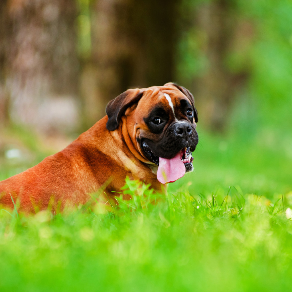 Boxer with a long tongue lying on the grass
