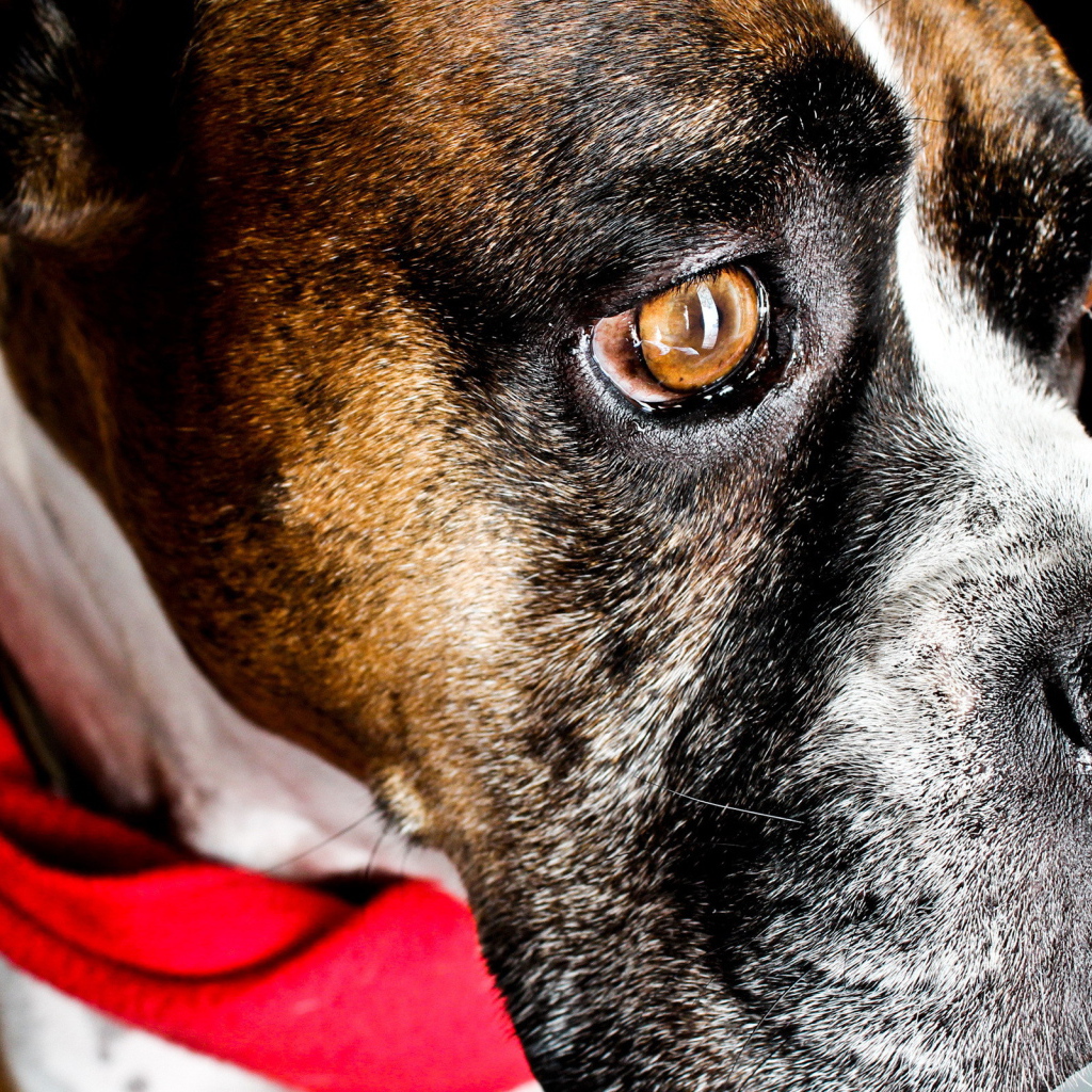 Боксёр с платком на шее