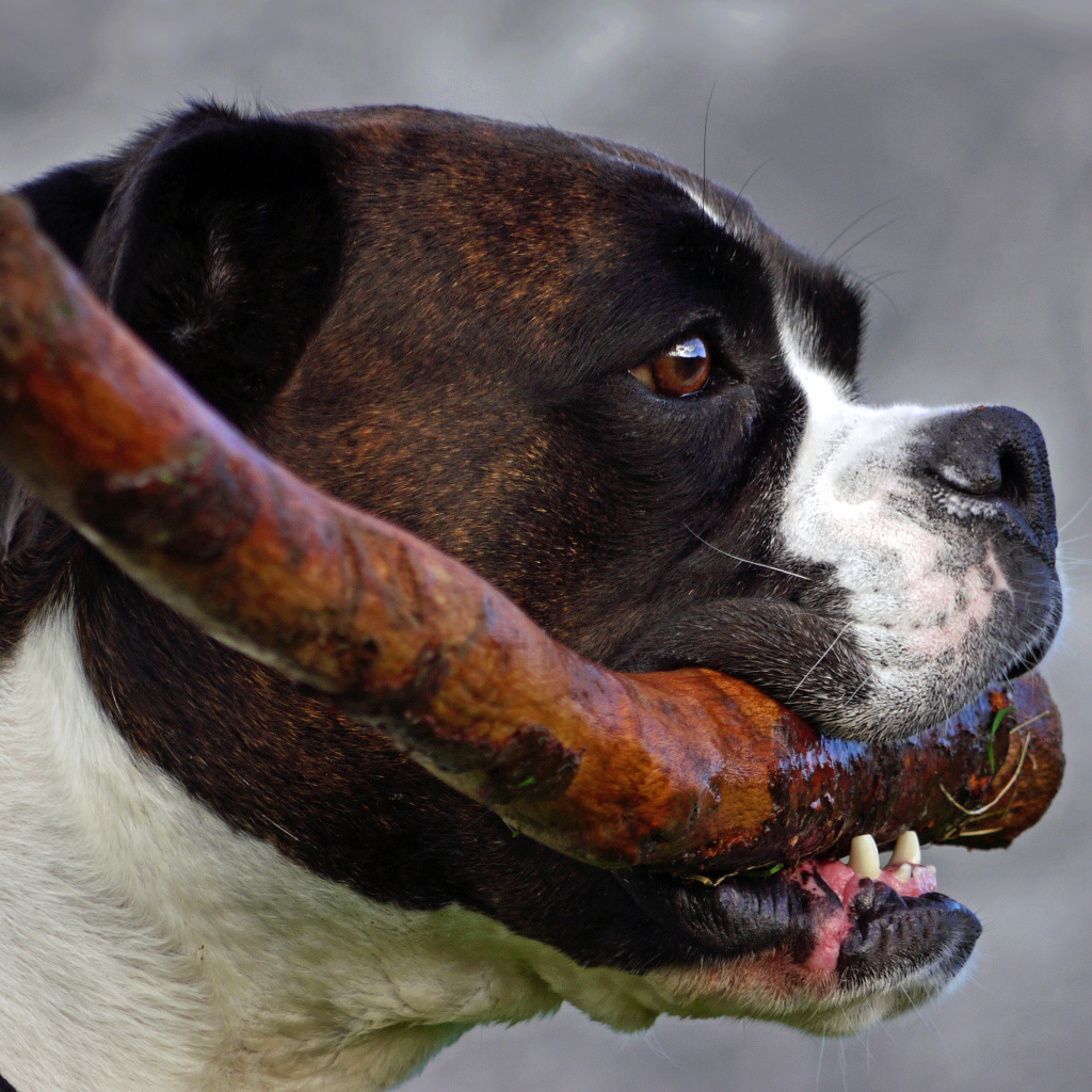 Боксёр с палкой в зубах