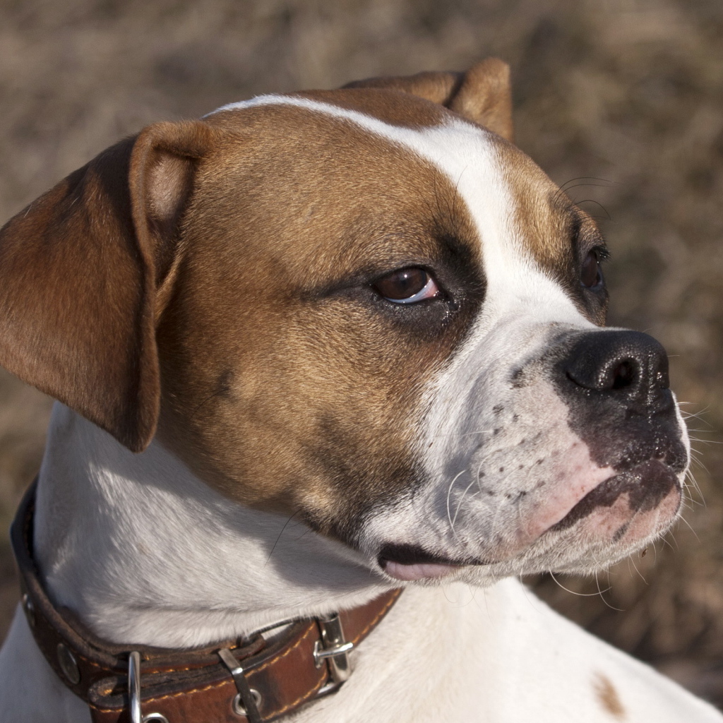 Боксёр с безразличным взглядом