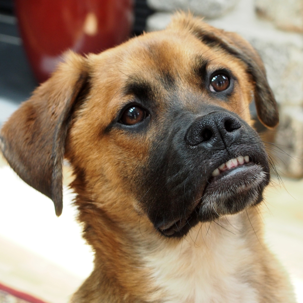 Боксёр с смешной мордой