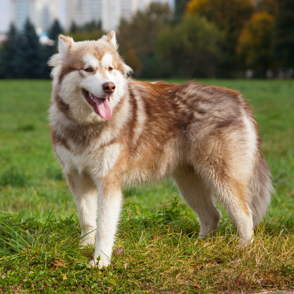 Коричневый аляскинский маламут на траве