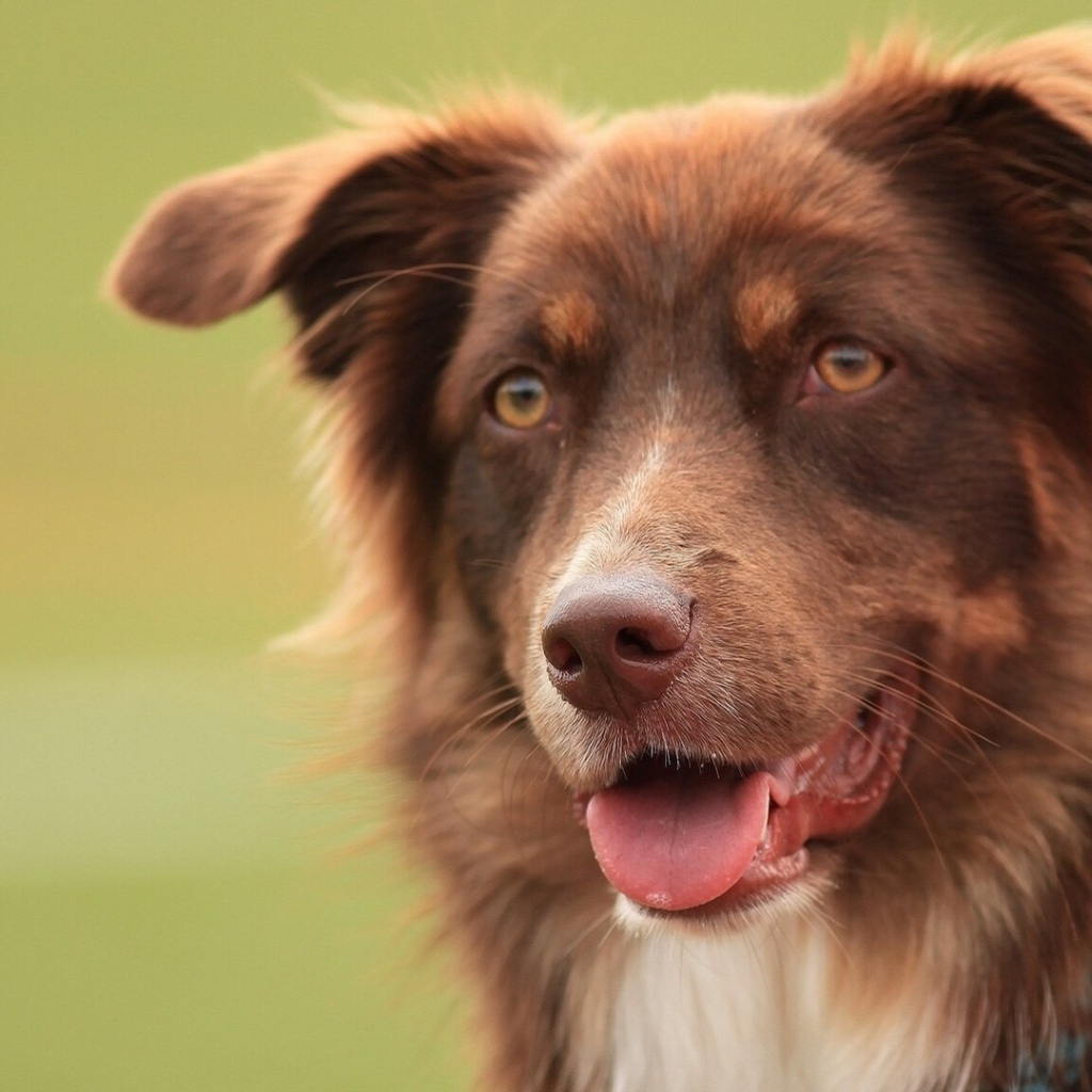 Коричневая австралийская овчарка засмотрелась