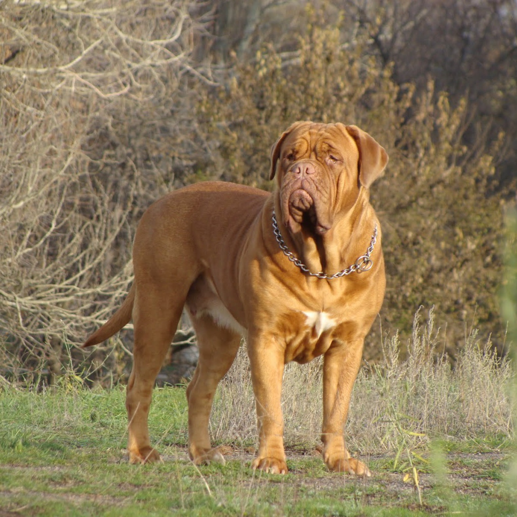 Коричневый Бордоский дог в лесу