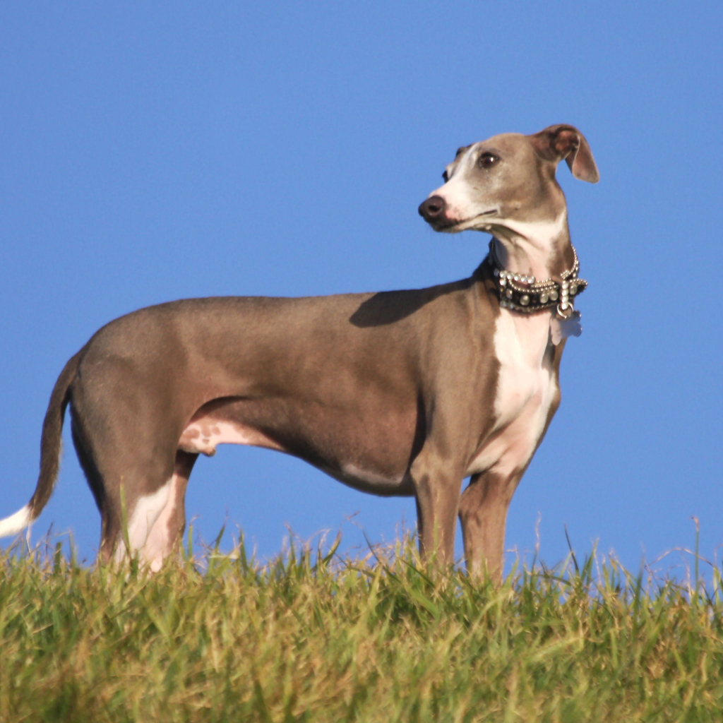 Коричневый Грейхаунд на горе