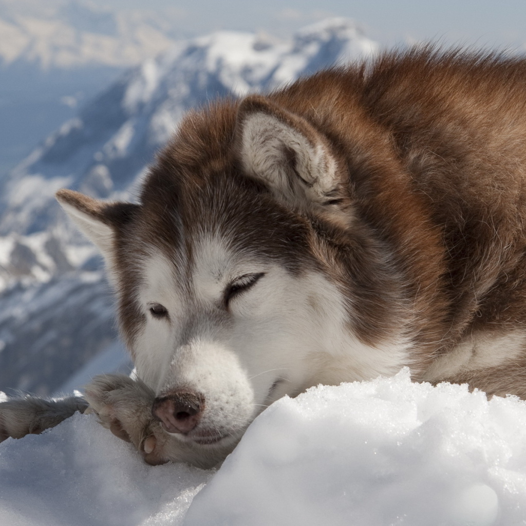 Коричневый Сибирский хаски