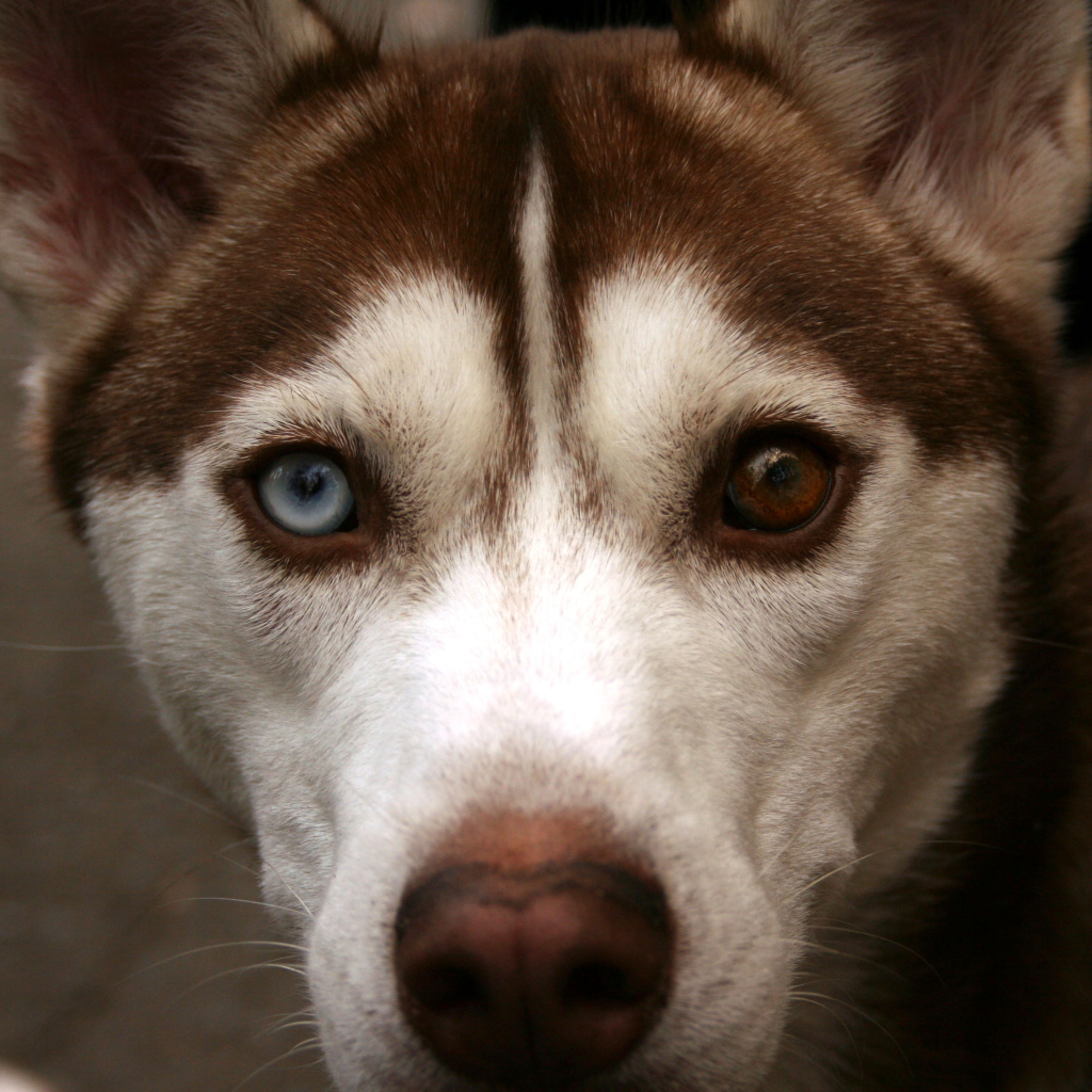 Коричневый Сибирский хаски крупным планом